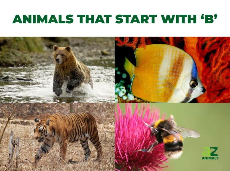 Animals that Start with B | AZ Animals