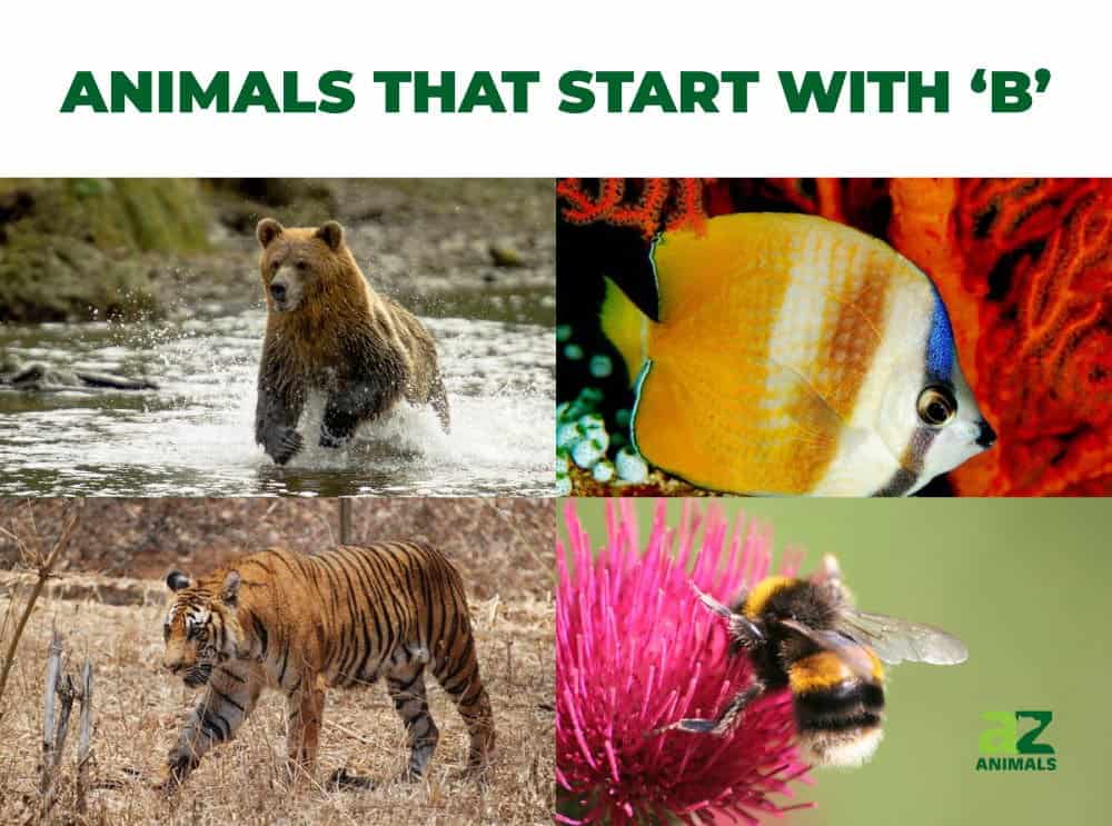 Animals that start with the letter B, including the Brown Bear & Bumblebee.