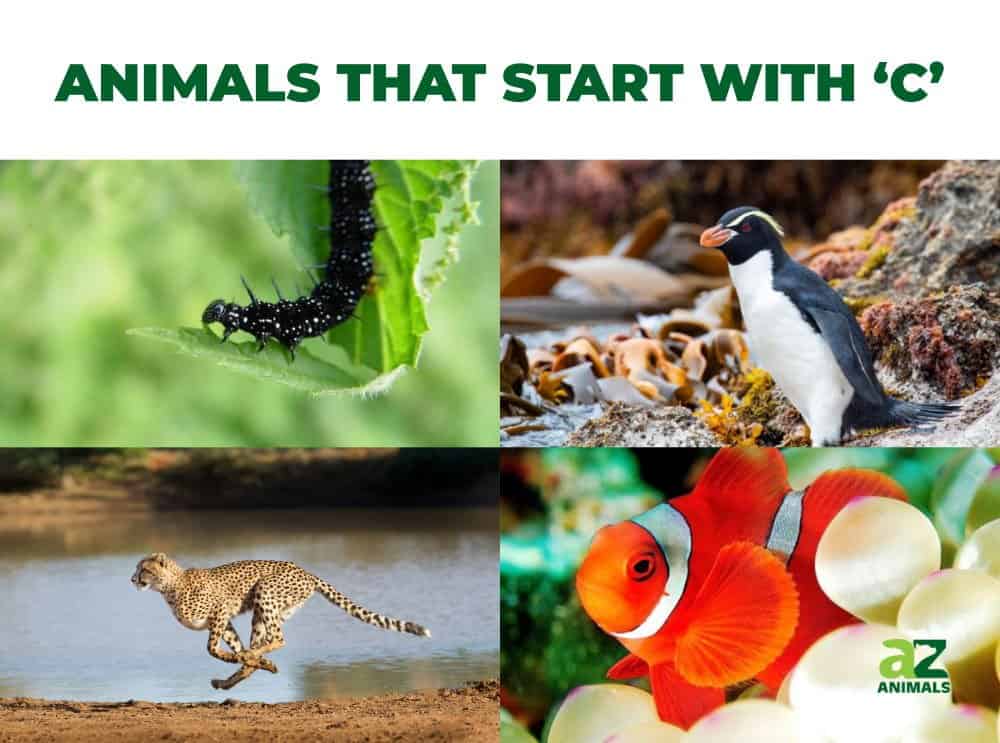 Animals That Start With C A Z Animals