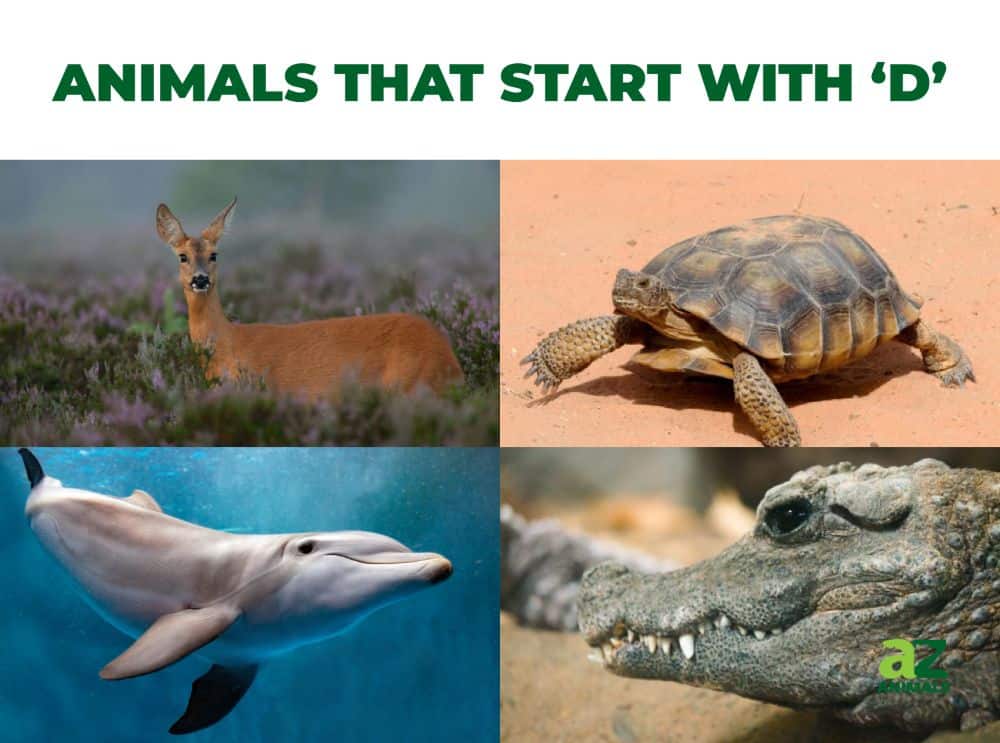 Animals that Start with D