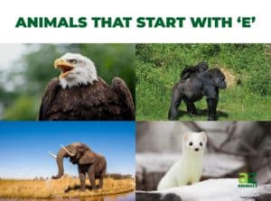 Animals that Start with E - Listed With Pictures, Facts - AZ Animals