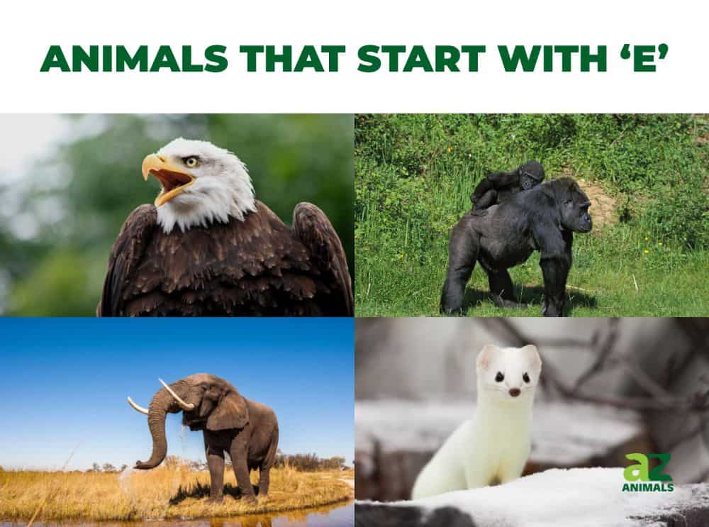 Animals that start with the letter E, including the Eagle & Eastern Lowland Gorilla