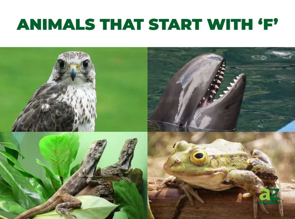 Animals that start with the letter F, including the Falcon & Frilled Lizard