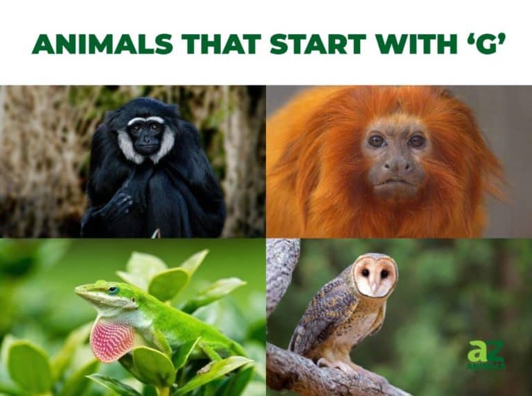 Animals that Start with G - Listed With Pictures, Facts - AZ Animals