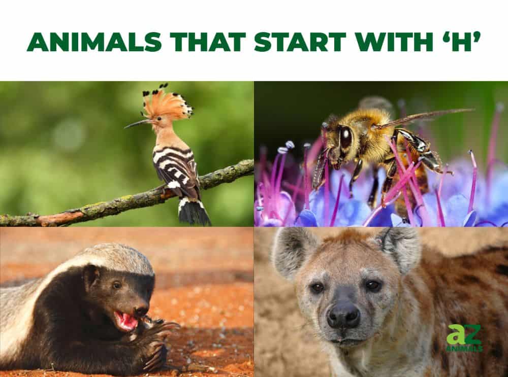 Animals That Start With H Az Animals