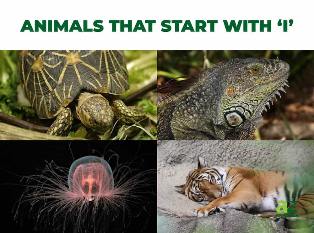 Animals That Start With I Az Animals