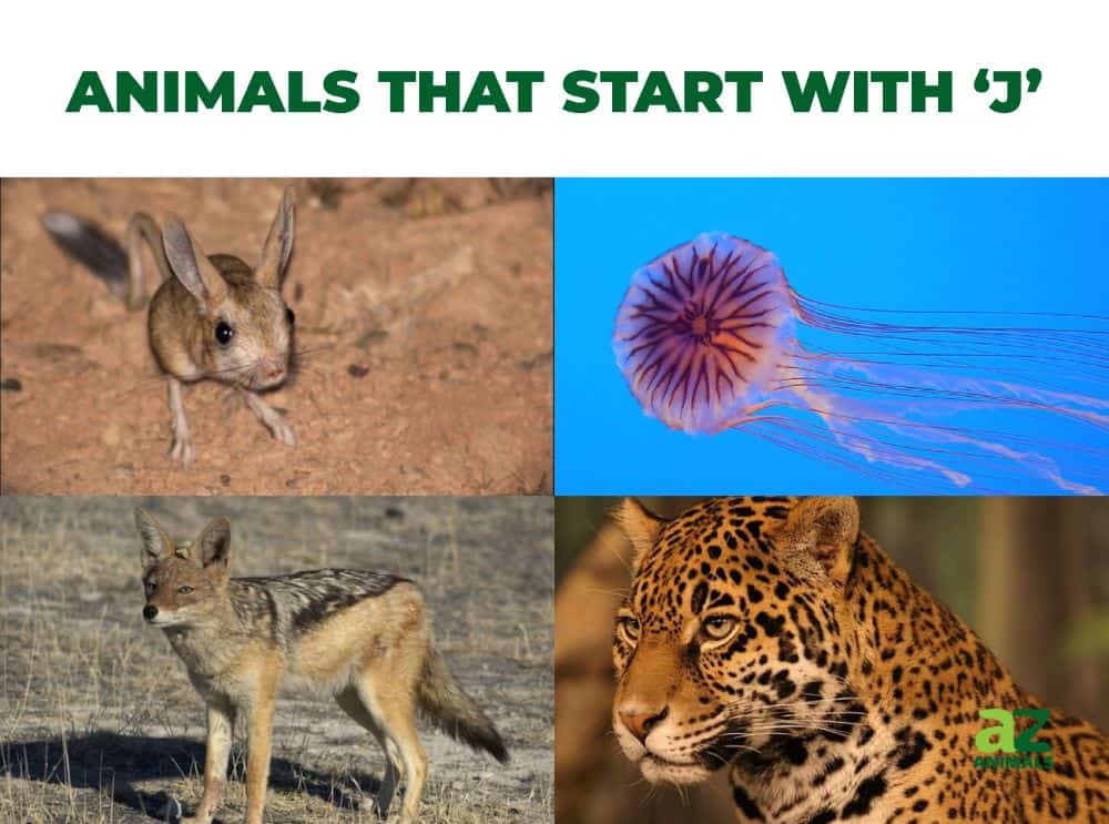 Animals that Start with J - Listed With Pictures, Facts - AZ Animals