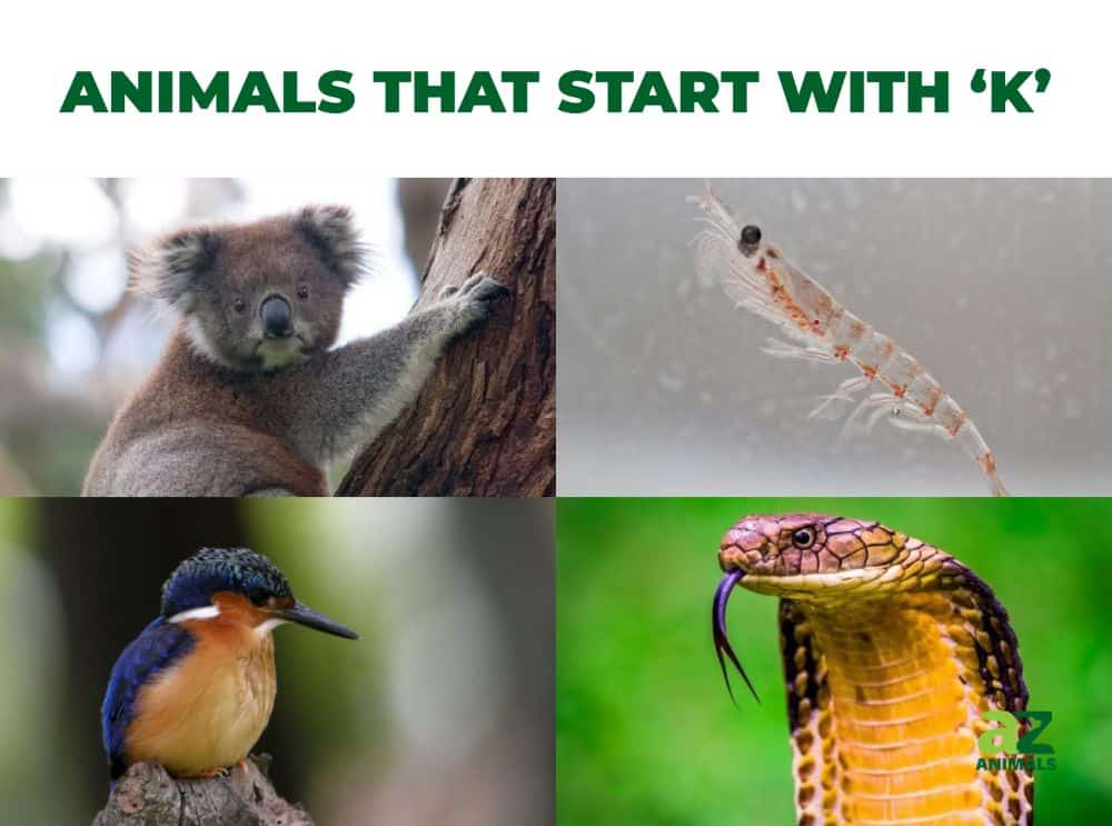 Animals that Start with K - Listed With Pictures, Facts - AZ Animals