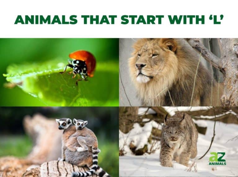 Animals that Start with L - Listed With Pictures, Facts - AZ Animals