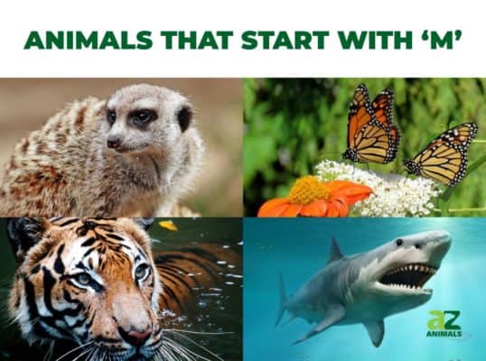 Animals that Start with M - Listed With Pictures, Facts - AZ Animals