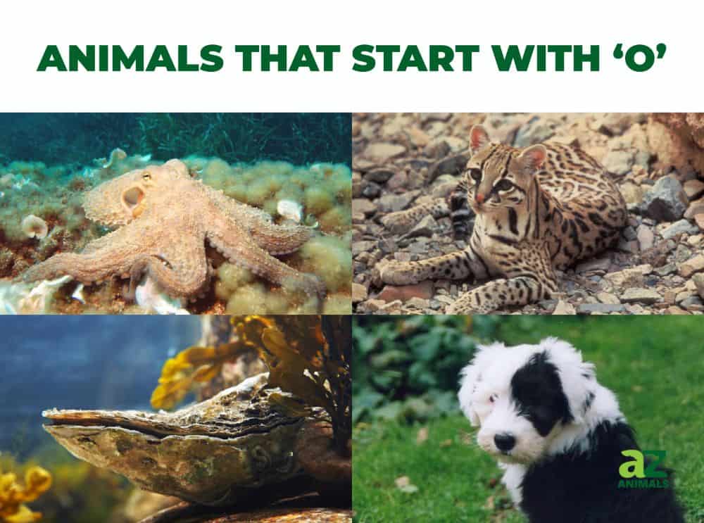 Animals That Start With O Listed With Pictures Facts Az Animals