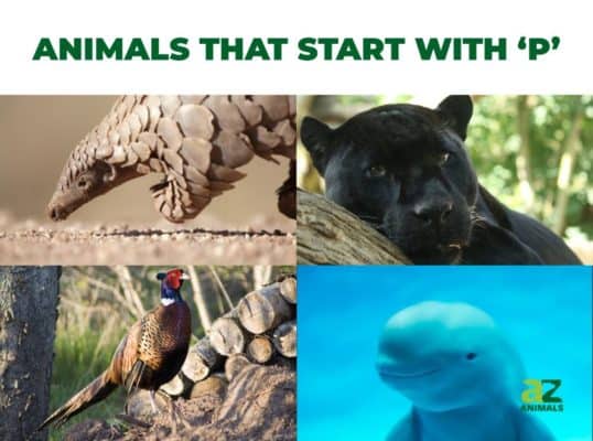 safari animals that start with p