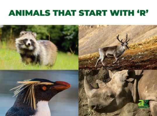 Animals that Start with R | AZ Animals