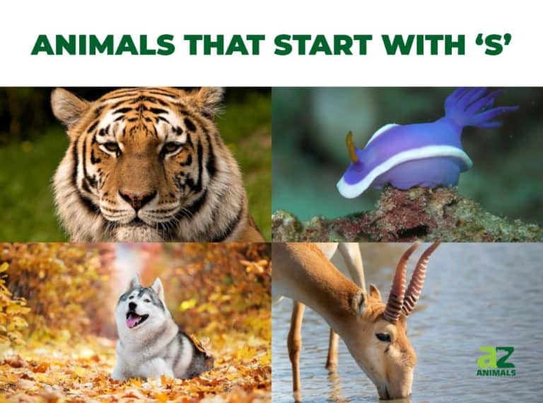 Animals that Start with S | AZ Animals