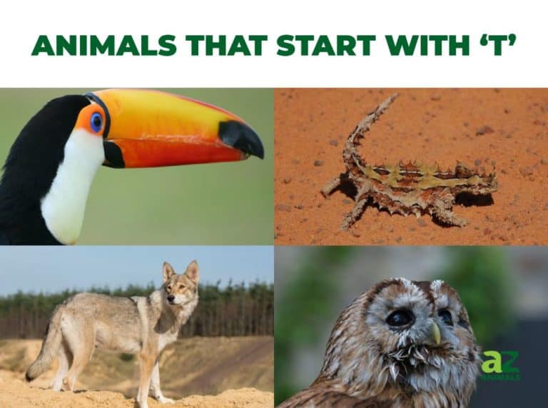 Animals That Begin With T
