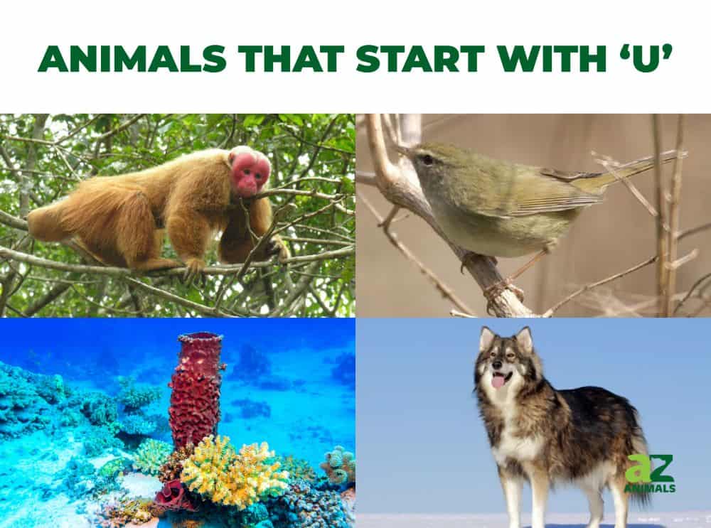 Animals that start with the letter U, including the Uguisu & Umbrellabird