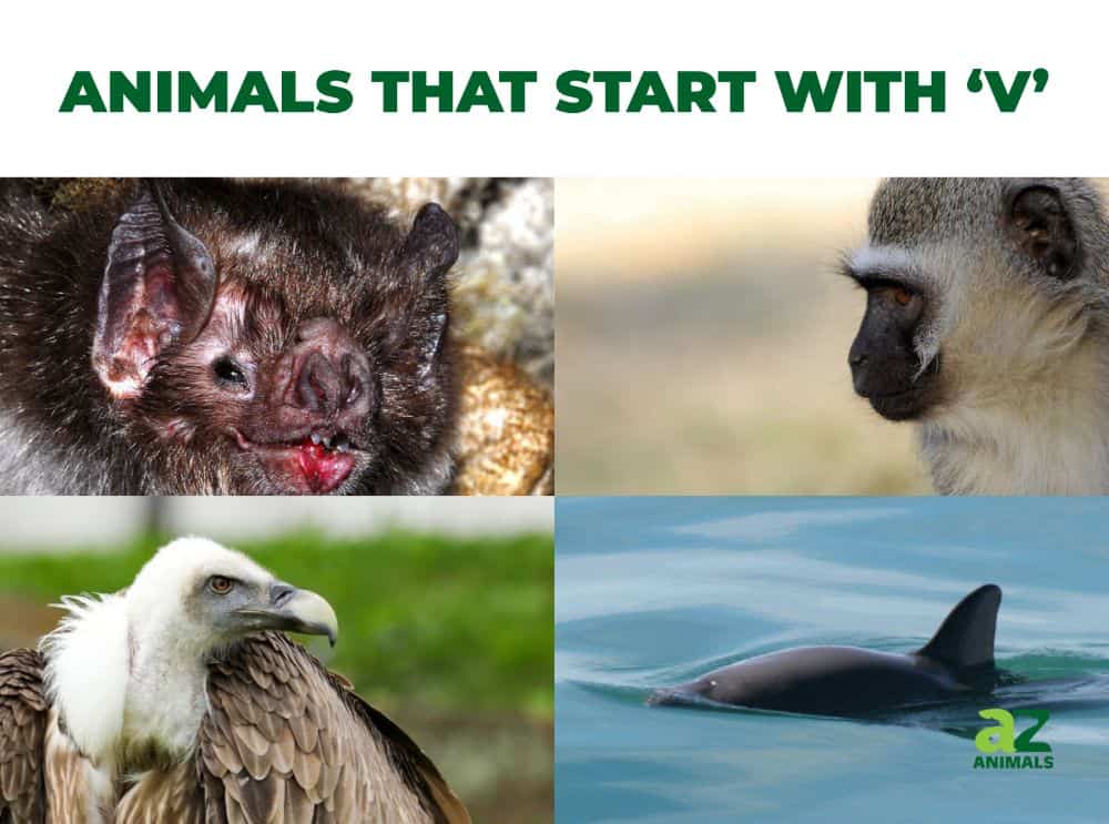 Animals That Start With V Az Animals