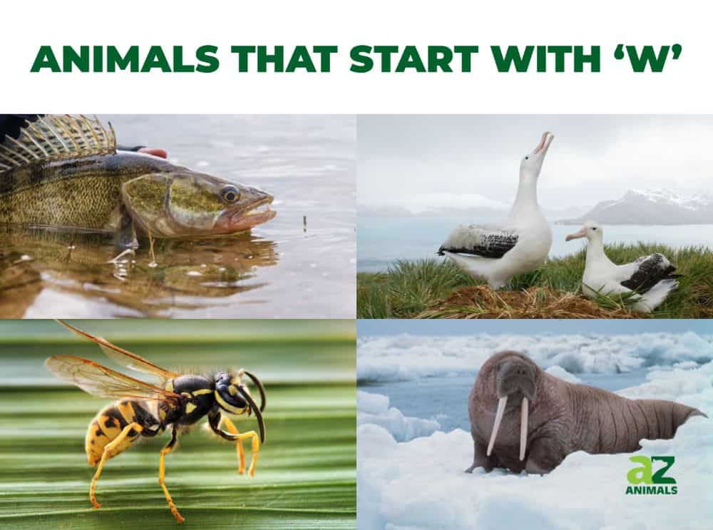 Animals that start with the letter W, including the Walrus & Wasp