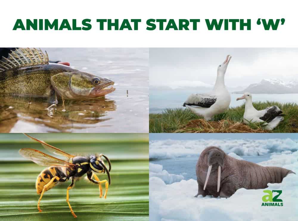 Animals that Start with W - Listed With Pictures, Facts - AZ Animals