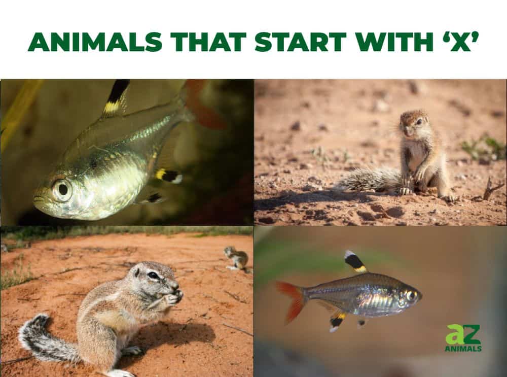 Animals that start with the letter X, including the X-Ray Tetra & Xerus