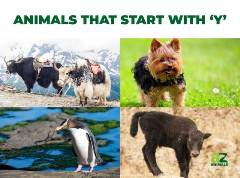 Animals that Start with Y - Listed With Pictures, Facts - A-Z Animals