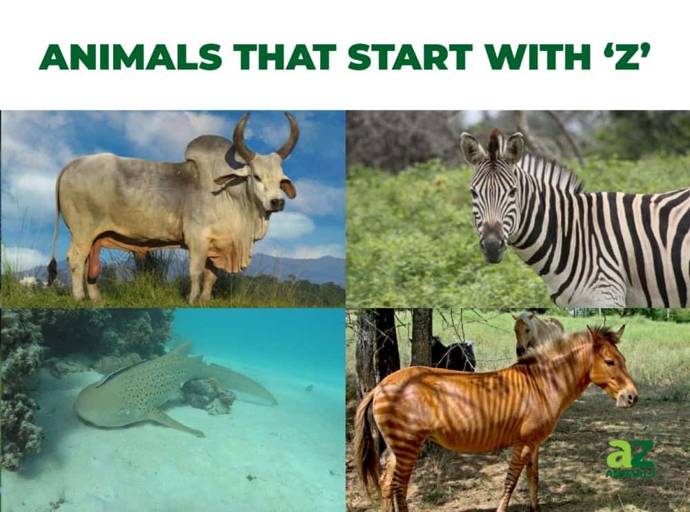 Animals that start with the letter Z, including the Zebra Shark & Zebu