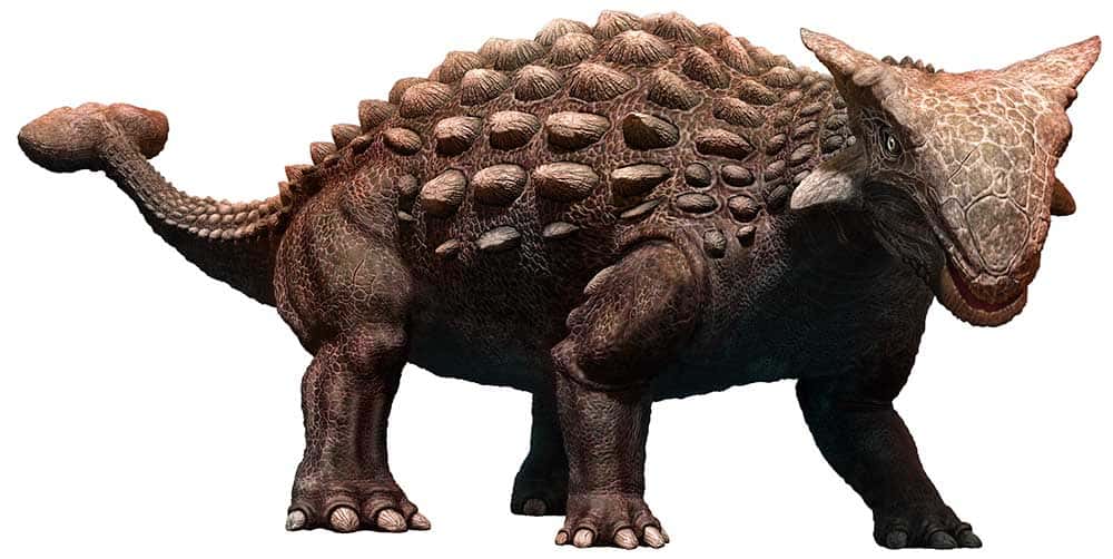 ankylosaurus was a thyreophoran dinosaur with heavy armor on its body and a club-like tail