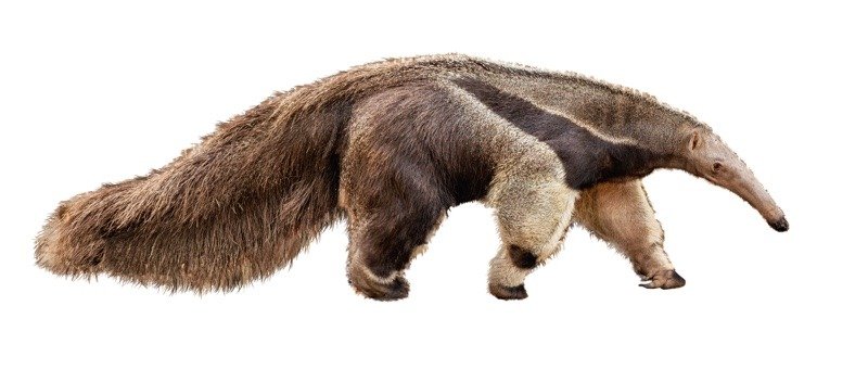 An isolated photo of an anteater on a white background