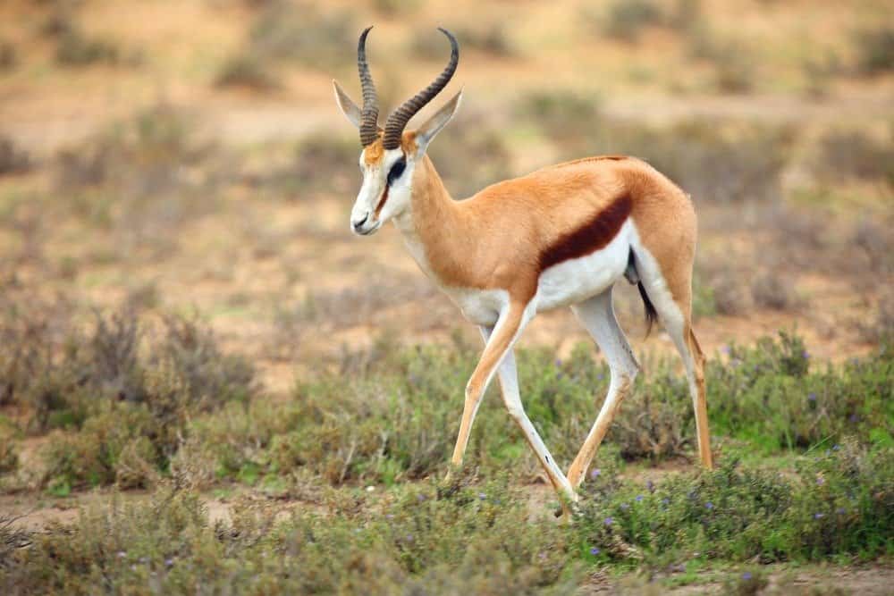 The springbok adult male in the desert. Antelope on the sand