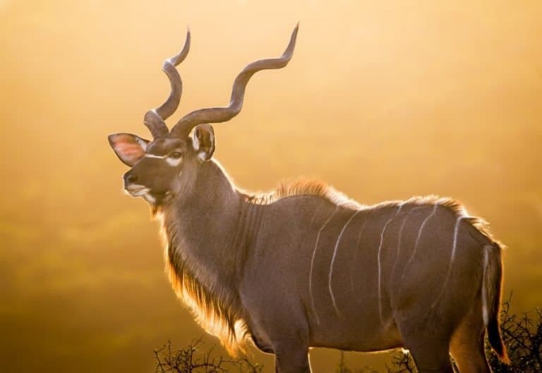A magnificent mature kudu bull silhouetted against the golden light of a setting African sun.