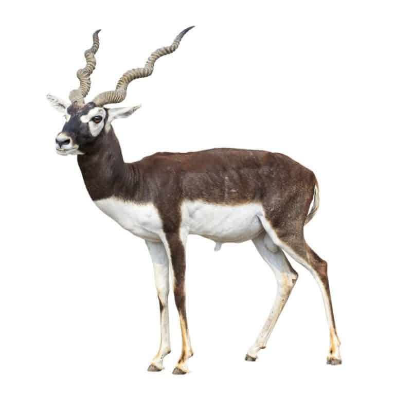 Black buck antelope isolated on white background