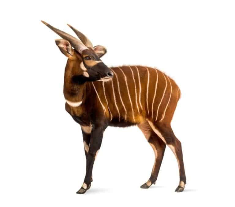 Bongo, antelope, standing against white background