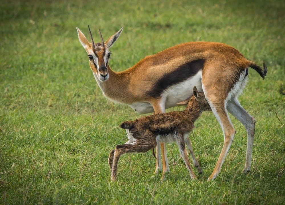 What Do Antelopes Eat - mother antelope and her baby