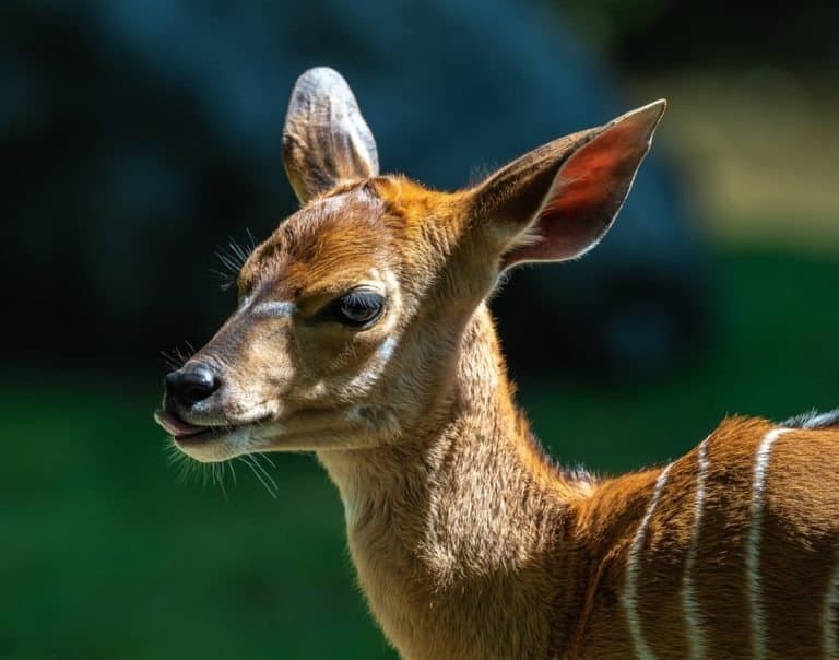 A young baby nyala, a spiral-horned antelope native to Southern Africa.