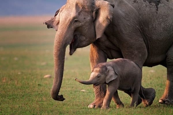 Asian Elephant Animal Facts | Elephas maximus - A-Z Animals