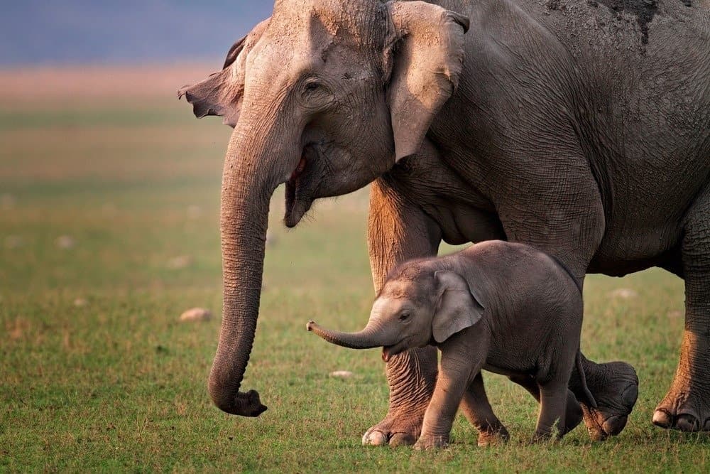 Wild Asian elephant mother and calf, Corbett National Park, India.