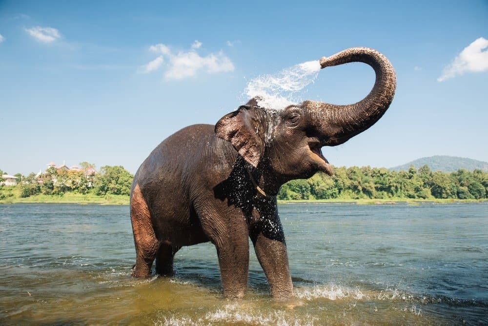 Elephants bathing on the south bank of the Periyar River, India