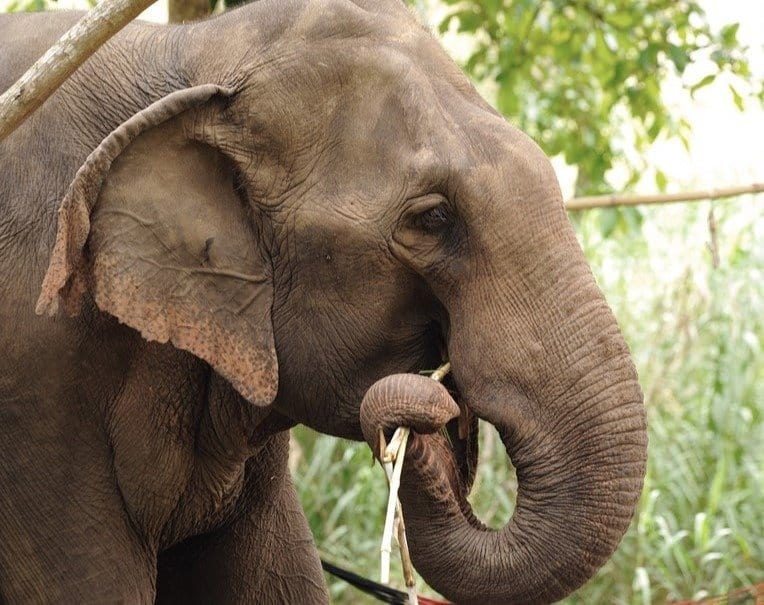 Asian elephant close-up