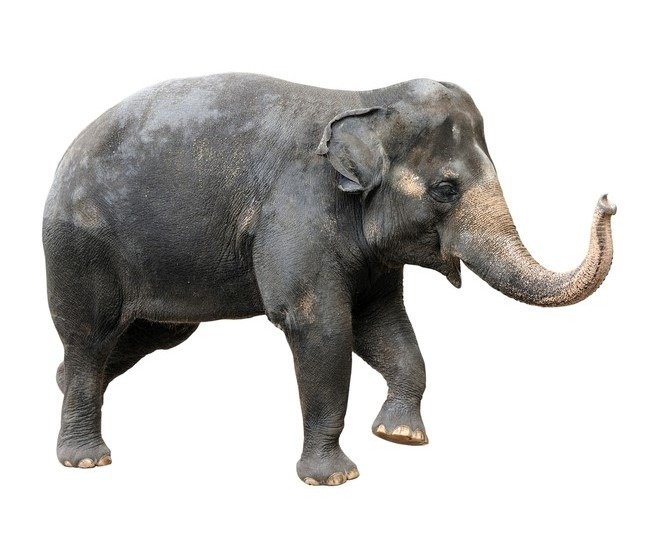 10 Incredible Asian Elephant Facts - Wiki Point