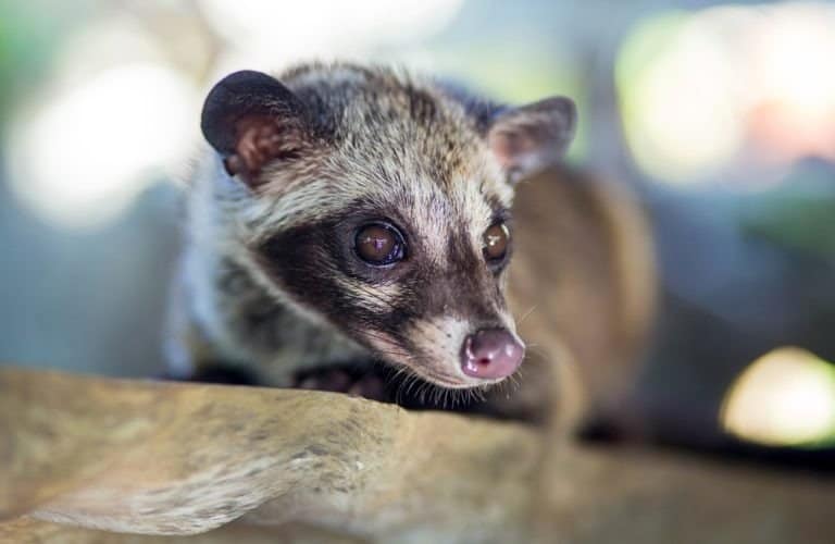 Asian Palm Civet in a tree