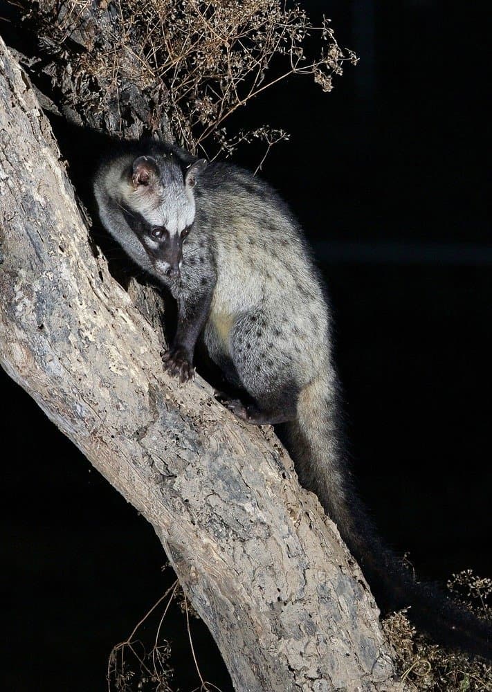 Asian palm civet on a tree branch