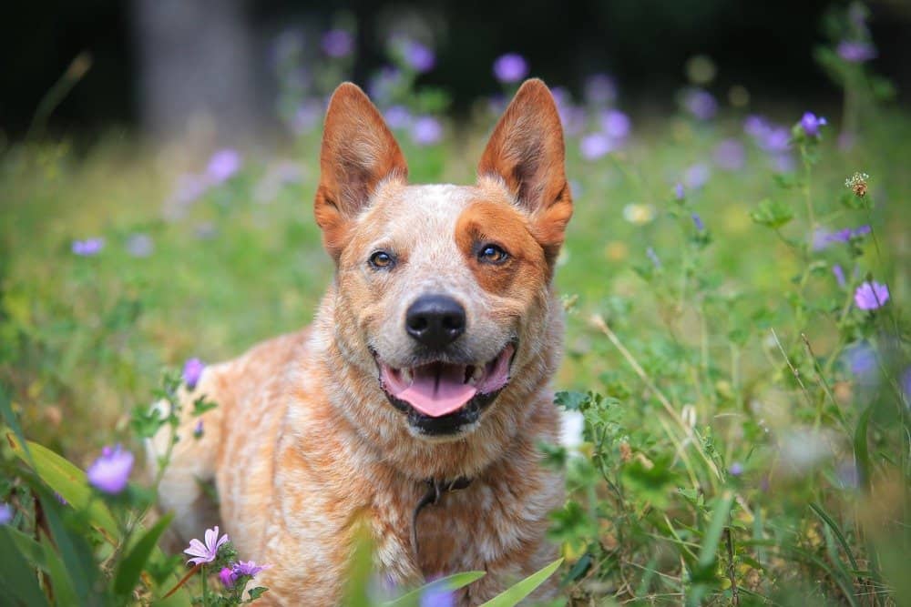 Australian Cattle Dog vs blue heeler