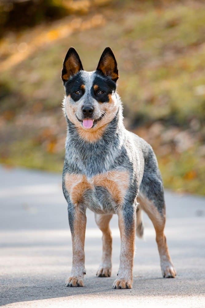 red heeler mix