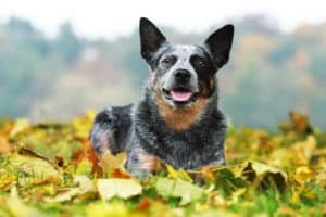 10 Incredible Australian Cattle Dog Facts Picture