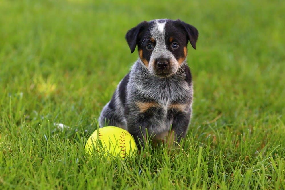 Cucciolo di Australian Cattle Dog