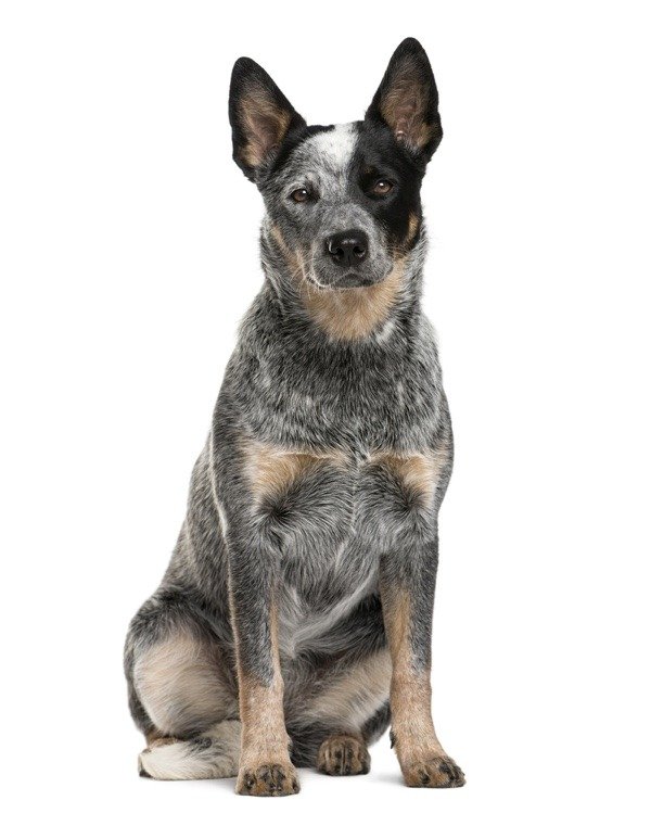 Australian Cattle Dog isolated on a white background