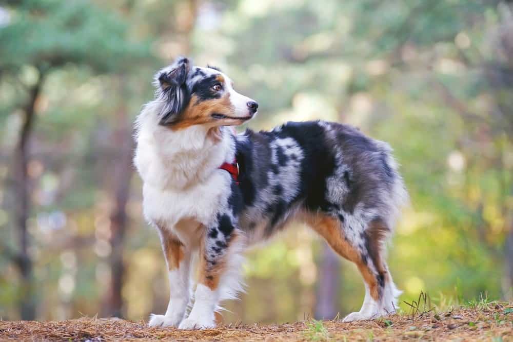 are australian shepherds prone to food allergies