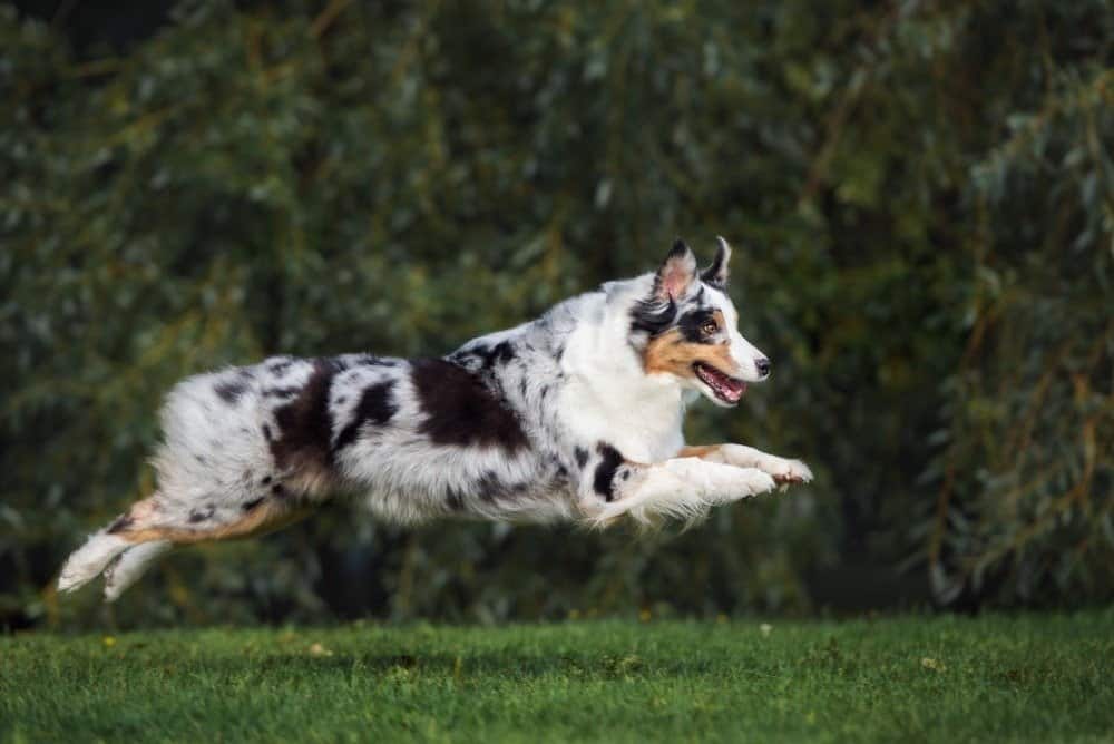 Happy Australian Shepherd dog running outdoors in summer