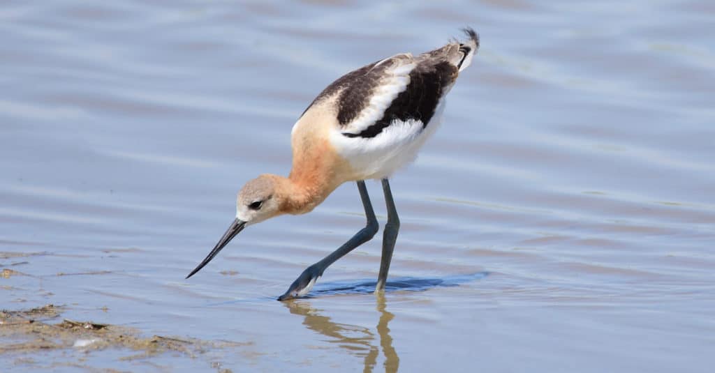 Avocet in water