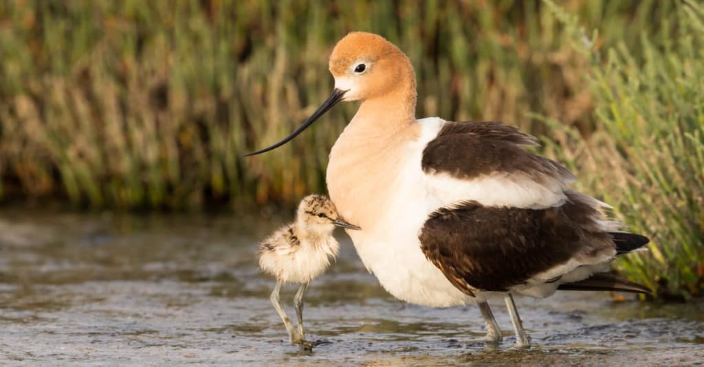 Avocet adult and baby